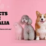 Buy Pet Products Online Australia: The Ultimate Guide for Caring Pet Owners